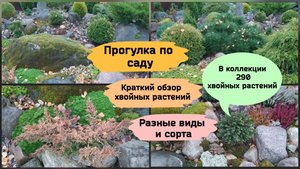 Прогулка по саду.Коллекция хвойных растений в каменистом саду (22.10.22 г.)