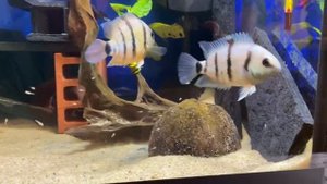 Цихлазома Каттера