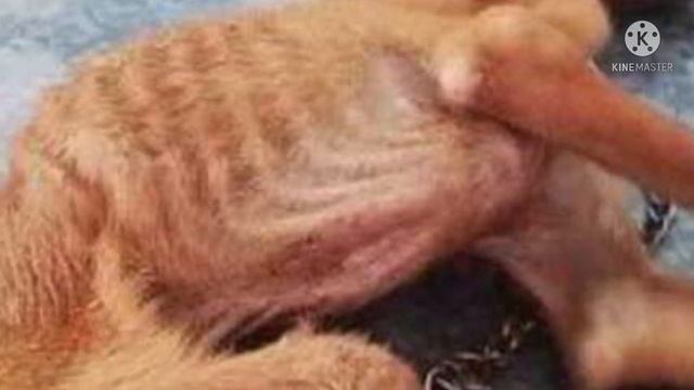 Хозяин приковал собаку цепью к металлической решётке и забыл о ней, вот какая она после спасения смотреть онлайн