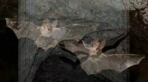 Один день из жизни летучей мыши