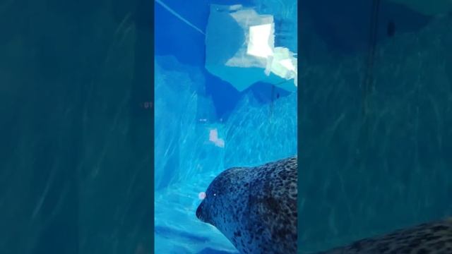 я у пингвинов в гостях!??? смотреть онлайн