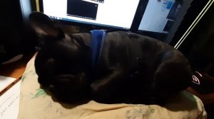 Французский бульдог просится на ручки и засыпает.