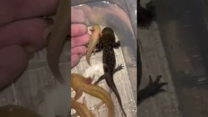Аквариум для аксолотля.