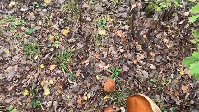 Grzyby Porcini - Boletus Leccinum | Redhead Bolete | October смотреть онлайн