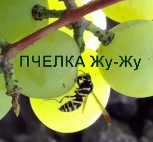 ПЧЕЛКА Жу-Жу