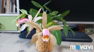 Каттлея.Cattleya forbesii.