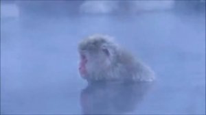 СНЕЖНЫЕ ОБЕЗЯНЫ НА ГОРЯЧИХ ИСТОЧНИКАХ ИНТЕРЕСНЫЕ ФАКТЫ