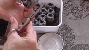 Посев томатов в торфяные таблетки. Выращивание рассады без пикировки