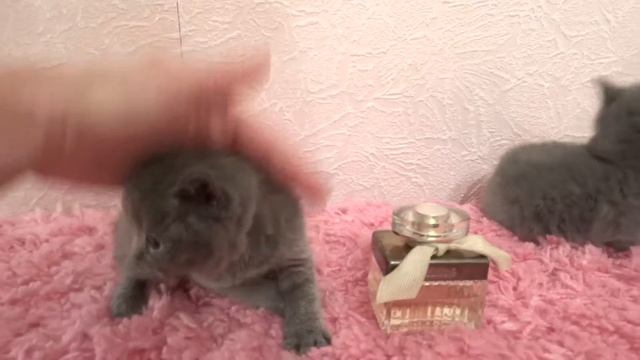 1 месяц Британские котята