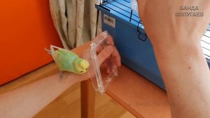 ☕ ? Продолжение || Собираем клетку для волнистика || Кормушки и поилка