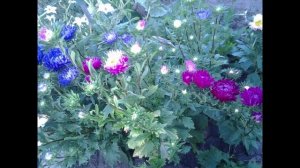 Цветы в моем палисаднике.