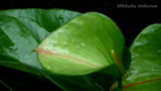 Green Anthurium මිහිකත ඇන්තුරියම් смотреть онлайн