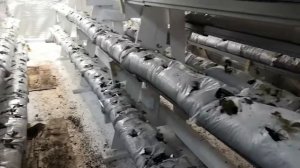 Высадил рассаду клубники Сан Андреас и кое что еще? Ситиферма клубники в Ижевске.