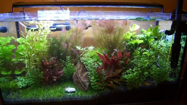 Часть 2 день 90. Последний обзор 1.2.3. Запускаем аквариум по схеме Tropica День 90 смотреть онлайн