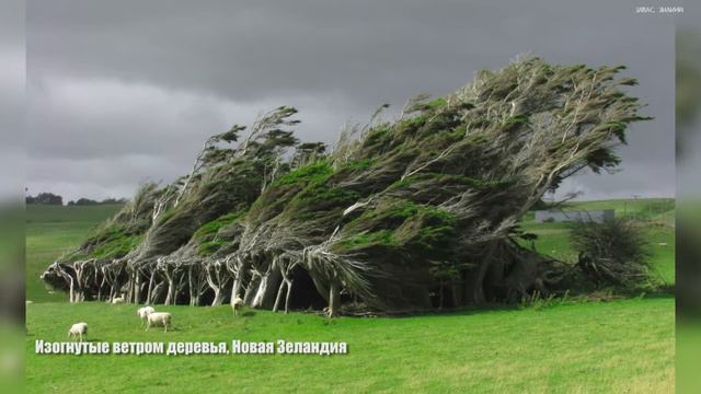 13 ВЕЛИКОЛЕПНЫХ ДЕРЕВЬЕВ смотреть онлайн