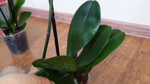 ОЧЕНЬ ЖАЛКО? НО ЦВЕТОНОСЫ НА ОРХИДЕЯХ СРЕЗАЮ смотреть онлайн