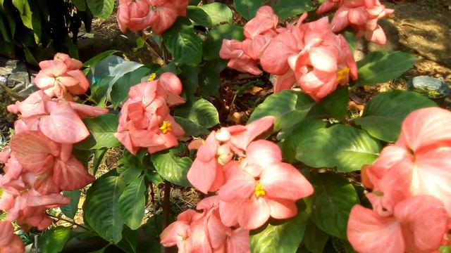 MUSSANDA ROSA SALMÓN смотреть онлайн