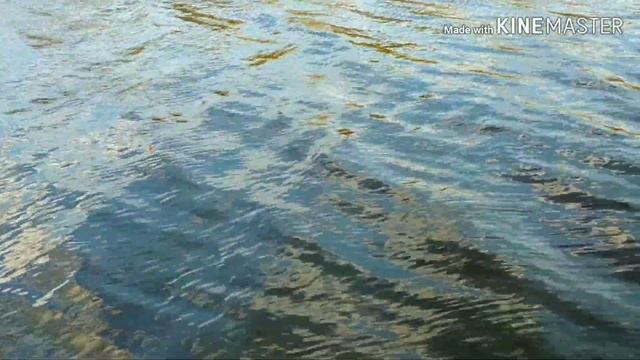 Ловля на ПОПЛА ПОППЕР весной.Рыбалка на попла поппер в Беларуси.Ловля уклейки на поплапоппер