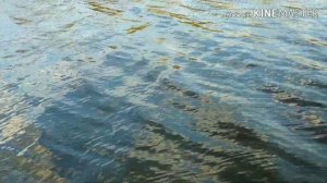 Ловля на ПОПЛА ПОППЕР весной.Рыбалка на попла поппер в Беларуси.Ловля уклейки на поплапоппер