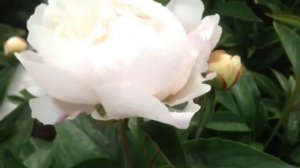Peony Victorian Blush - www.peonyshop.com