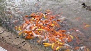 Голодные рыбки в Китае