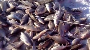 Зимняя рыбалка на Завидово. Балхаш