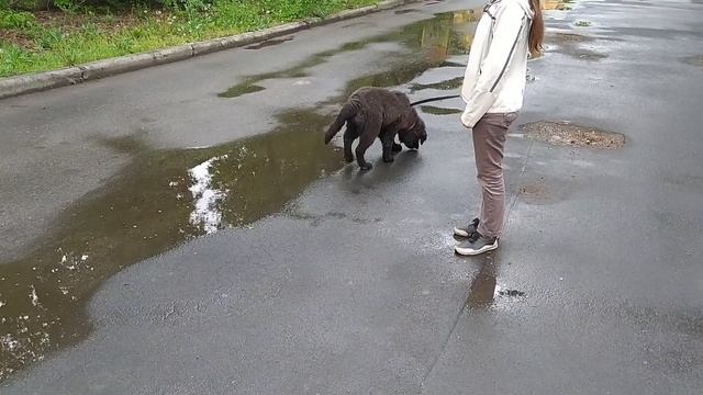 Ньюфаундленд на прогулке. Как же сильно мы любим лужи после дождя))). смотреть онлайн