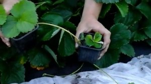 Личный опыт выращивания земляники садовой (клубники).Размножение усами в стаканчиках.