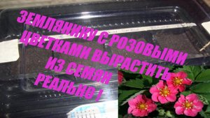 ВЫРАСТИТЬ ИЗ СЕМЯН КРУПНОПЛОДНУЮ РЕМОНТАНТНУЮ ЗЕМЛЯНИКУ С РОЗОВЫМИ ЦВЕТКАМИ - ЭТО РЕАЛЬНО !