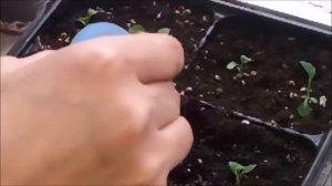 31 марта 2021г  Иберис