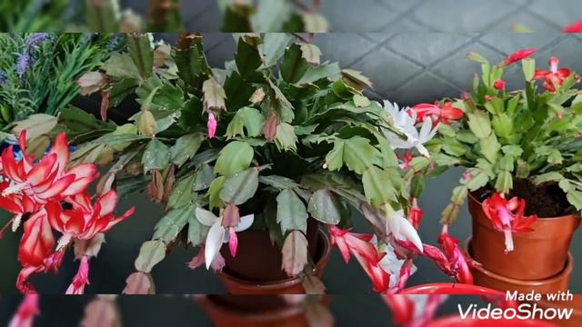 Îngrășăminte pentru flori de cameră. Cum sa ai florile inflorite toată iarna. смотреть онлайн