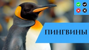 ПИНГВИНЫ – интересные факты