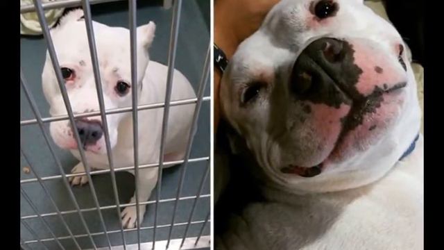 До и После "Собаки Приют"[Before and After Dog Shelter] # 1 смотреть онлайн