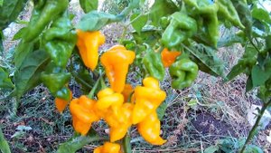 Trinidad Perfume. Перец - Тринидад душистый