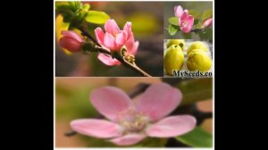 Chinese Quince Fruit, Chaenomeles sinensis - Mugua, Mogwa, Karin Seeds on  www.MySeeds.Co