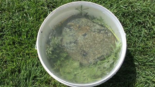 ОБИЛЬНОЕ ЦВЕТЕНИЕ КЛЕМАТИСОВ обеспечит этот настой!!! Заботимся о ЗДОРОВЬЕ КЛЕМАТИСОВ!!! смотреть онлайн