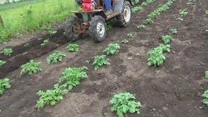 МИНИТРАКТОР окучивание картошки минитрактором