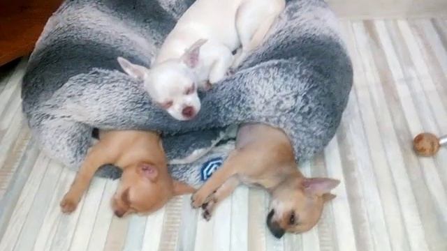 Спящие чихуахуа смотреть онлайн