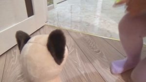 Алиса и котёнок Резиночка !!! Как нужно ухаживать за кошкой