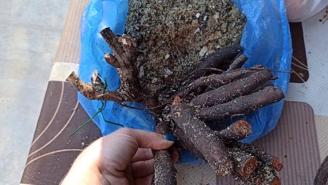 Обзор корней от Пион-Волгоград смотреть онлайн