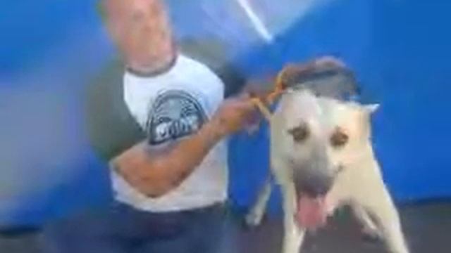 Imam Khomeini International Airport (IKIA) Tehran Protest | فرودگاه بین المللی امام خمینی смотреть онлайн