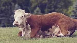 Bauer konnte nicht aufhören zu Schreien, als er sah, was die Kuh zur Welt brachte