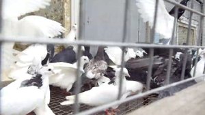 Голуби  высоколетные