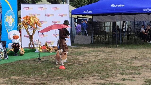 Ворона Дарья и корги Фрэдди смотреть онлайн