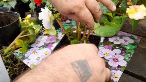 КАК ОМОЛОДИТЬ БЕГОНИИ