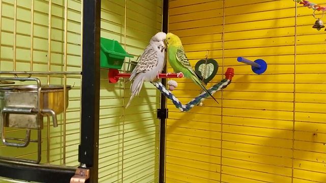 Знакомство волнистых попугаев смотреть онлайн