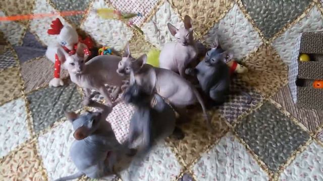 донские сфинксы любят играть