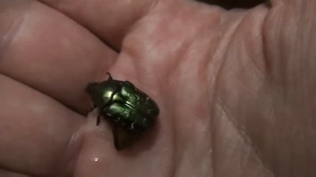 Бронзовка металлическая живёт второй век! смотреть онлайн