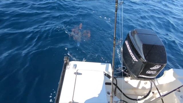How to troll for Mahi without outriggers in a small boat смотреть онлайн