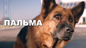 "Пальма". 2021 года. Драма.  Обзор фильма.